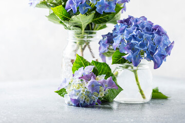 Fotomurales - Amazing blue hydrangea flowers
