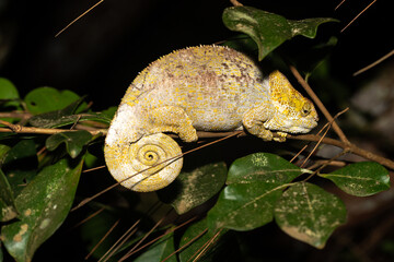 Wall Mural - A chameleon on a branch in the rainforest of Madagascar