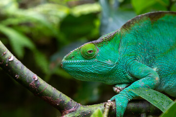 Wall Mural - A green chameleon on a branch in close-up