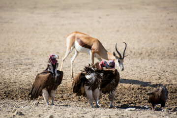 Wall Mural - Lappet-faced Vultures