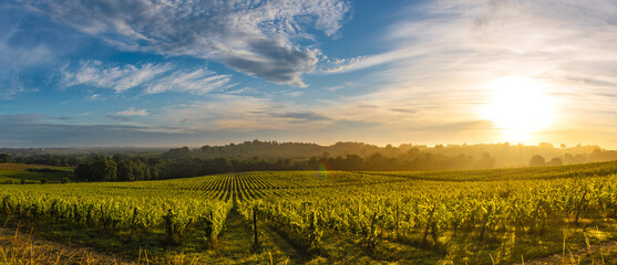 Sunset landscape, Bordeaux wineyard, Langoiran, france