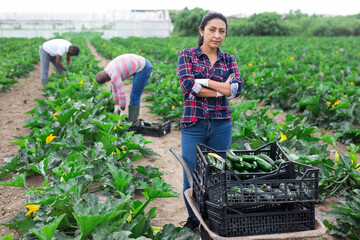 Latin american female horticulturist on field during zucchini harvest