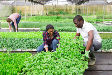 Woman helps male gardener take care of cucumber sprouts