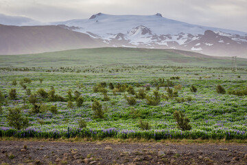 Poster - Icelandic landscape, view from so called Ring Road near Skaftafell nature park