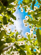 Field of beautiful summer daisies flowers, blue sky and sunlight. View from below to up
