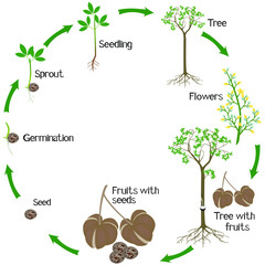 Wall Mural - A growth cycle of rubber tree Hevea brasiliensis plant on a white background.