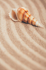 Long seashell lie on the dunes. Clouse up