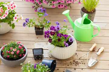 gardening planting pansy, lavender flowers in flowerpot in garden on terrace