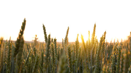 Wall Mural - The field with wheat on sunset