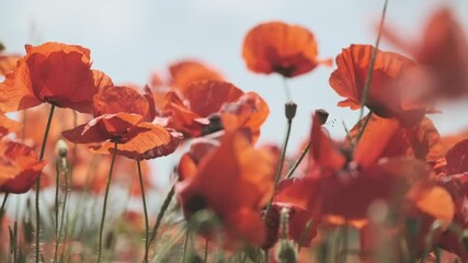 Wall Mural - Blooming red poppies in a summer meadow swing