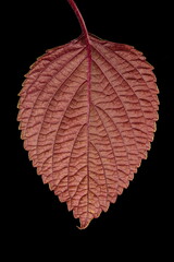 Korean Perilla (Perilla frutescens). Leaf Closeup