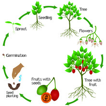 A Growth Cycle Of Tamarillo Plant On A White Background.