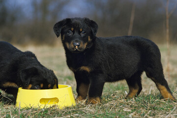 Wall Mural - ROTTWEILER