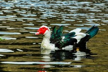 Muscovy Duck Swimming In A Black Water Lake