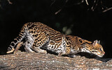 OCELOT leopardus pardalis