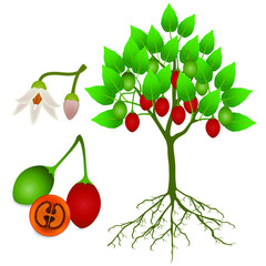 Wall Mural - Tamarillo tree with fruits and flowers and roots on a white background.