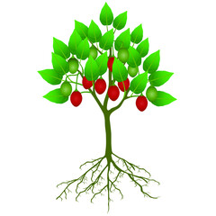 Wall Mural - Tamarillo tree with fruit and roots on a white background.