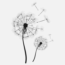 Black Silhouette With Flying Buds Of A Dandelion On A White Background