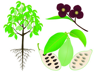 Wall Mural - An illustration showing parts of asimina triloba the pawpaw plant on a white background.