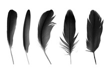 Beautiful Collection Black Feather Isolated On White Background