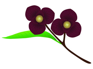 Wall Mural - pawpaw flowers on a branch isolated on a white background.