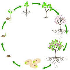 Canvas Print - Life cycle of pistachio plant on a white background.