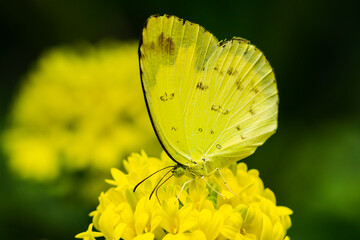 The yellow butterfly perched on the yellow marigold in the garden.