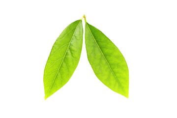 green leaves isolated on white background. Fresh leaf. Top view