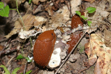 Wall Mural - 
Two orange slugs eat mushroom in summer forest