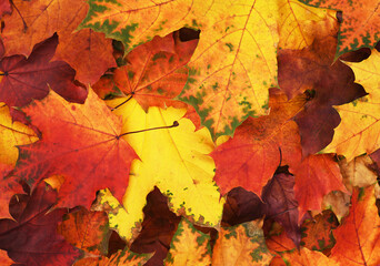 Wall Mural - closeup of autumn colorful leaves for background
