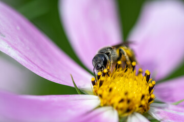 working honey bee collecting nectar from a flower