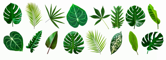 Poster - set of green monstera palm and tropical plant leaf isolated on white background for design elements, Flat lay