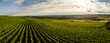 Aerial / Drone panorama of vineyard and agricultural fields in Rheinhessen Germany close to Nieder-Olm with setting sun