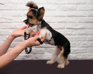 Yorkshire terrier is standing on two legs near black beads on the hands of a groomer on a white brick background