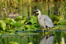 Great Blue Heron Eating A Fish