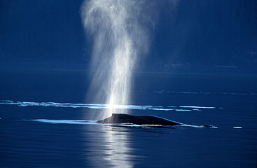 Canvas Print - baleine a bosse megaptera novaeangliae