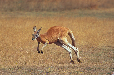 Wall Mural - kangourou roux macropus rufus