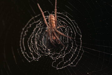 A macro of a Puerto Rican spider