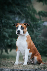 Poster - American staffordshire terrier dog posing outside.