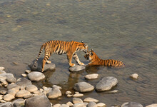 Tigress Cub Taking Steps On Boulder To Reach Near His Mother At Ramganga River In Jim Corbett Tiger Reserve