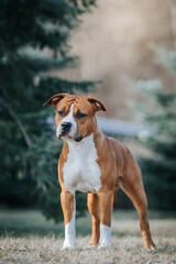 Poster - American staffordshire terrier dog posing outside.