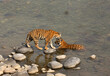 Tigress cub walking near to mother at Jim Corbett Tiger Reserve