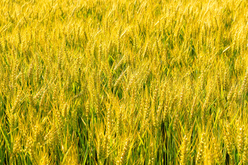 Young wheat ears in a cultivated field, green and yellow pattern