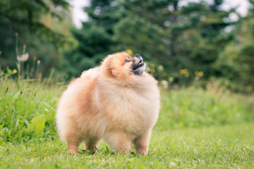 Beautiful pomeranian dog outside posing.	