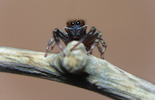 Jumping Spider (Hasarius Adansoni) Eye