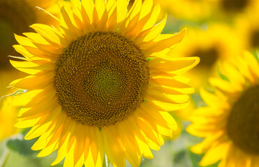 field of blooming sunflowers. Sunflower natural background. Sunflower blossoming close-up. Sunny summer day. Farming, harvesting concept. Selective focus image.