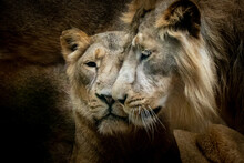 Two Lion Portraits