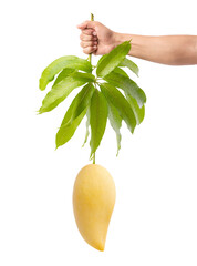 Poster - mango bunch isolated on white background, with clipping path, Sweet fruit concept, Fresh from garden