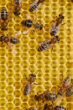 Fototapeta Zwierzęta - bees on a frame with honeycombs make honey from pollen