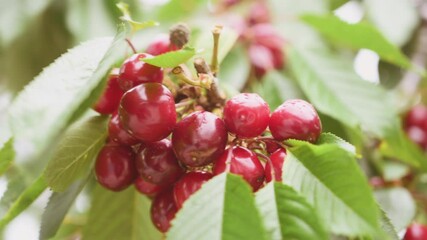 Wall Mural - Red ripe cherry on tree in summer time, slow motion